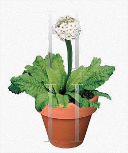 Picture of Primula japonica 