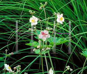 Picture of Anemone vitifolia 