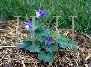 Picture of Aquilegia flabellata 'Nana'