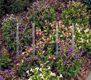 Picture of Torenia fournieri 'Clown Mix'