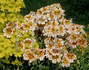 Picture of Salpiglossis sinuata 