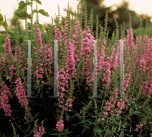 Picture of Lythrum virgatum 'Morden Pink'