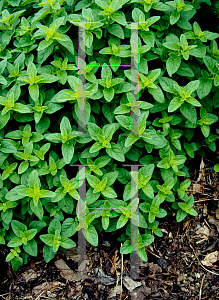 Picture of Origanum vulgare 