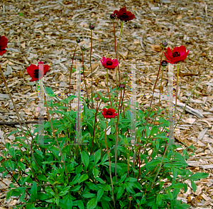 Picture of Cosmos atrosanguineus 