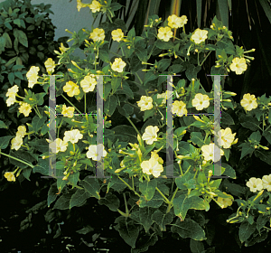 Picture of Mirabilis jalapa 