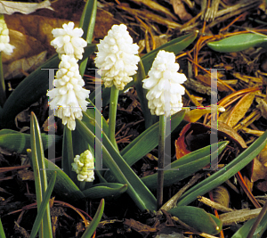 Picture of Muscari botryoides 'Album'