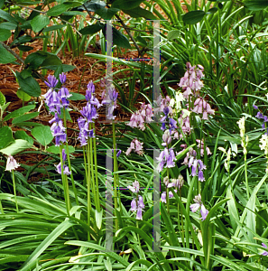 Picture of Hyacinthoides hispanica 