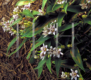 Picture of Tricyrtis hirta 