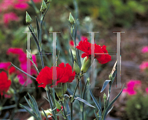 Picture of Dianthus caryophyllus 