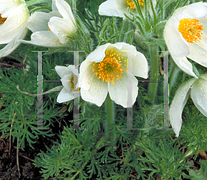 Picture of Pulsatilla patens 'Alba'