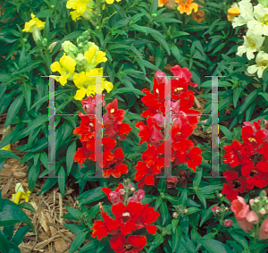 Picture of Antirrhinum majus 'Little Darling'