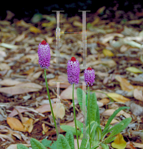 Picture of Primula vialii 