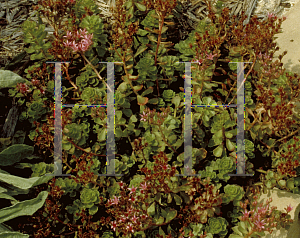 Picture of Sedum spurium 'Schorbuser Blut(Dragon's Blood)'