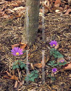 Picture of Anemone blanda 