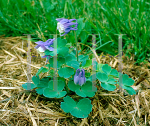 Picture of Aquilegia flabellata 'Nana'