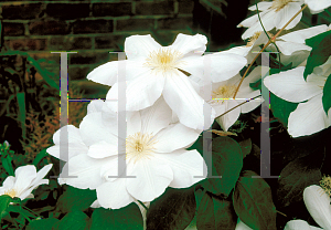 Picture of Clematis x jackmanii 