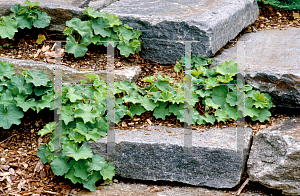 Picture of Alchemilla mollis 