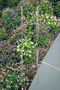 Picture of Torenia fournieri 'Clown Mix'