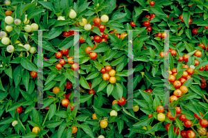 Picture of Capsicum annuum var. annuum 'Holiday Cheer'