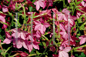 Picture of Nicotiana alata 'Nikki Rose'