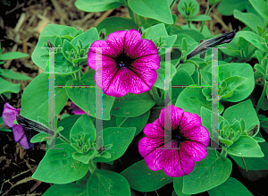 Picture of Petunia x hybrida 'Primetime Plum'