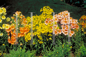 Picture of Salpiglossis sinuata 