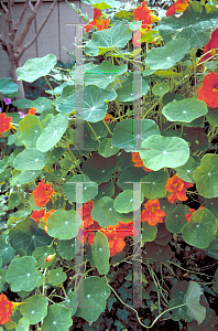 Picture of Tropaeolum majus 