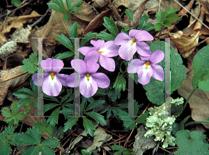 Picture of Viola pedata 