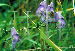 Picture of Aconitum uncinatum 