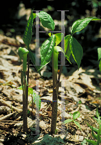 Picture of Arisaema triphyllum 