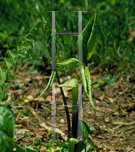 Picture of Arisaema triphyllum 