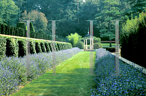 Picture of Caryopteris x clandonensis 'Longwood Blue'