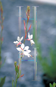 Picture of Oenothera lindheimeri 