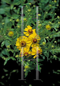 Picture of Helenium autumnale 