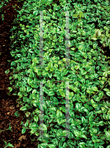 Picture of Lamium galeobdolon 'Variegatum'