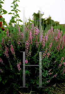 Picture of Lythrum virgatum 'Morden Pink'