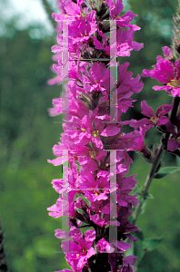 Picture of Lythrum salicaria 