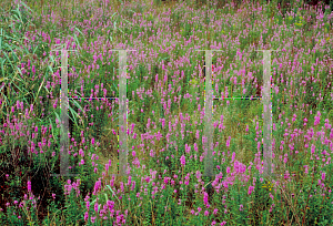 Picture of Lythrum salicaria 