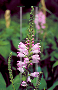 Picture of Physostegia virginiana 