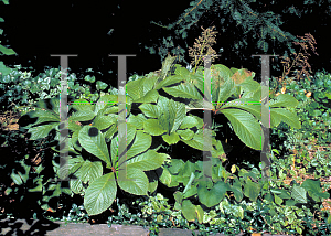 Picture of Rodgersia aesculifolia 