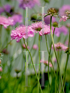 Picture of Scabiosa columbaria 'Pink Mist'