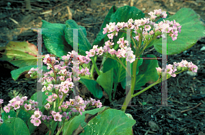 Picture of Bergenia cordifolia 