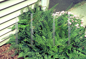 Picture of Polystichum acrostichoides 