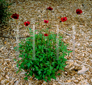 Picture of Cosmos atrosanguineus 