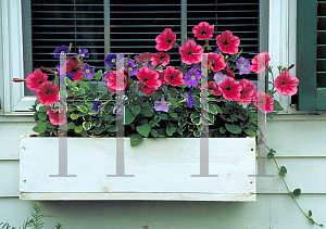 Picture of Petunia x hybrida 