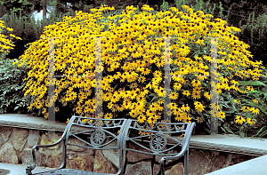 Picture of Rudbeckia fulgida var. sullivantii 'Goldsturm'