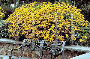 Picture of Rudbeckia fulgida var. sullivantii 'Goldsturm'