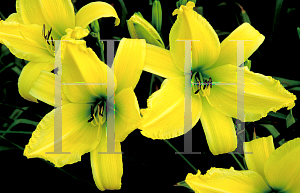 Picture of Hemerocallis  'Limited Edition'