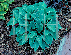 Picture of Hosta  'Blue Cadet'