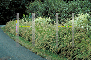 Picture of Pennisetum alopecuroides 'Hamelin'